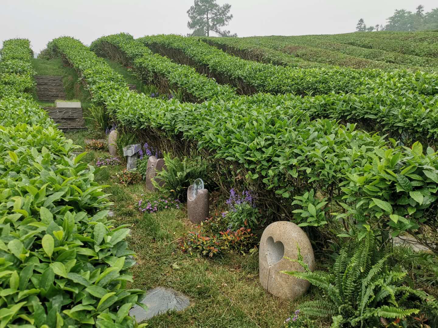 生态安葬：让生命回归自然的现代选择